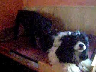 Sandy adore jouer avec Awen