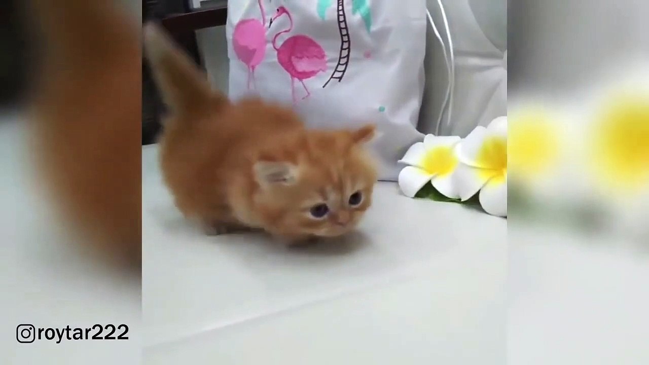 Short Leg Baby Munchkin Kittens