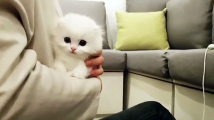 White Munchkin Kitten Ball