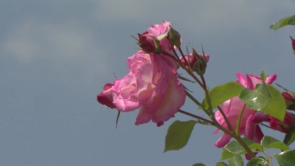 [영상] 수억 송이 명품 장미 보러 오세요! / YTN