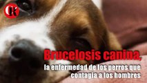 Brucelosis canina, la enfermedad de los perros que contagia a los hombres