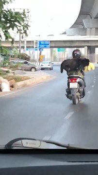 Dog Must Bring Stuffed Animal Along for the Ride