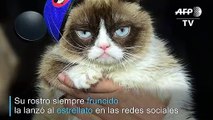 Grumpy Cat, la gata sensación de internet, murió a los 7 años