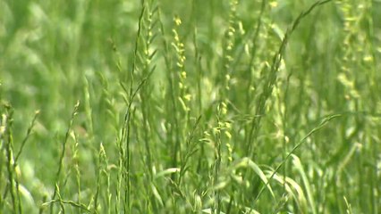 한우가 가장 좋아하는 풀...더 많이 생산하는 법 / YTN