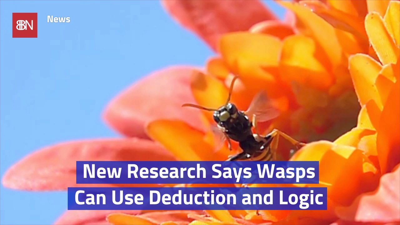 Wasps Are Smart Insects