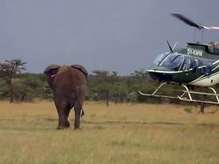 Cet éléphant n'aime pas les hélicoptères