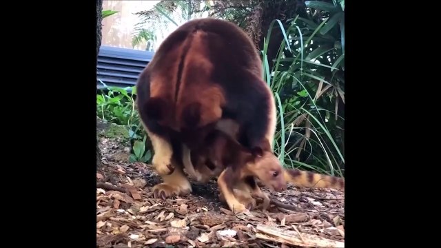 Un bébé kangourou sort du ventre de maman pour la première fois... Adorable