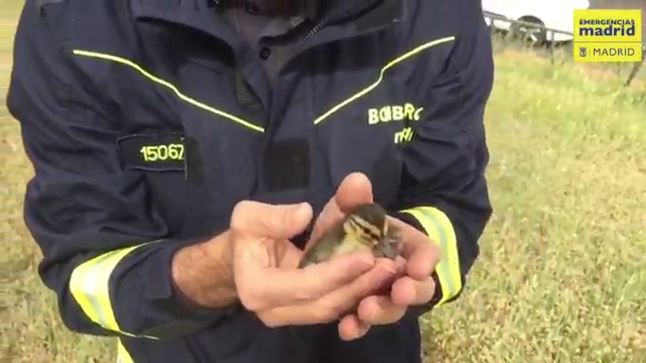 Bomberos rescatan a dos patitos que habían caído a una alcantarilla