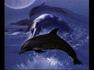 Reunion et dauphin