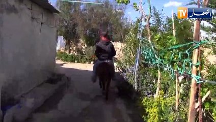 أم البواقي: متقاعد يزرع قمحا ويجني ثمار العزم بمشتة بوسكرن