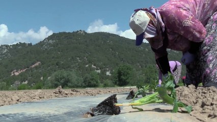 'Marmara'nın karpuzcusu'nda fideler toprakla buluşuyor - BİLECİK