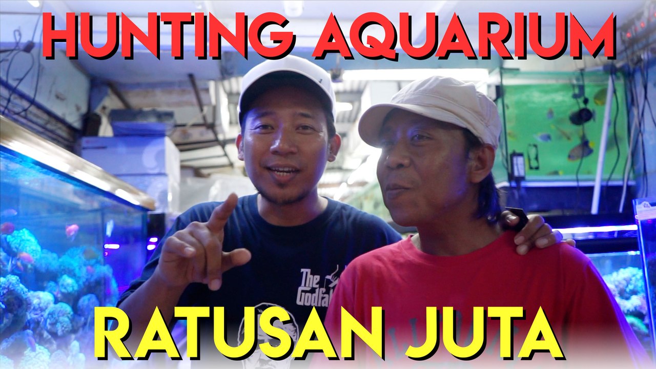 hunting aquarium ratusan juta