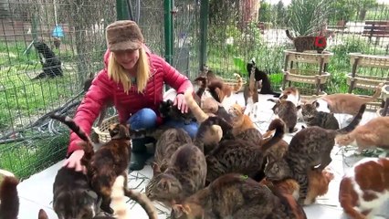 Sağır olma tehlikesi altında olan 120 kedi için yardım çağrısı