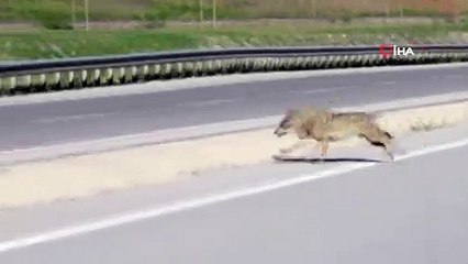 Karayoluna inen kurt böyle görüntülendi
