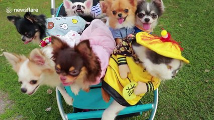 This family of chihuahuas is ridiculously cute