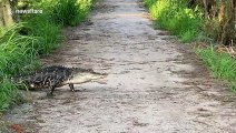 Three-legged alligator spotted at Florida nature reserve