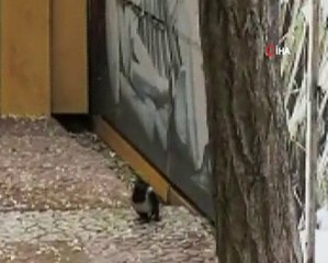 Yavru Karganın İmdadına İtfaiye Yetişti