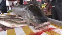 Fırat Nehri'nde Oltaya 83 Kiloluk Dev Turna Balığı Takıldı