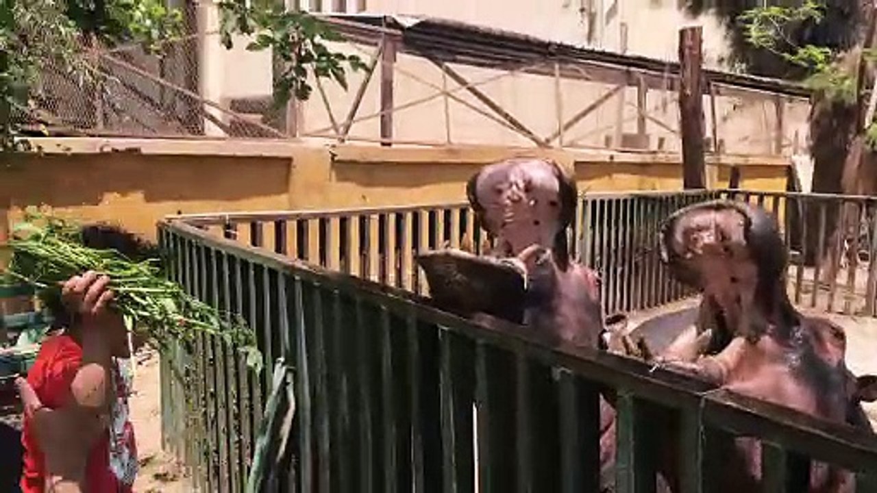 afraid little boy feeding Hippopotamus