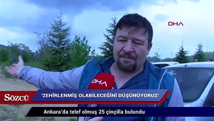 Download Video: Ankara’da telef olmuş 25 çinçilla bulundu