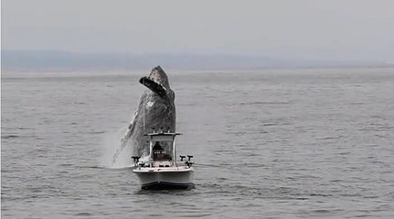 Vídeo flagra baleia gigantesca emergindo do oceano ao lado de barco pesqueiro