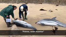 Hallan 17 delfines varados en Cantabria, 14 de ellos muertos