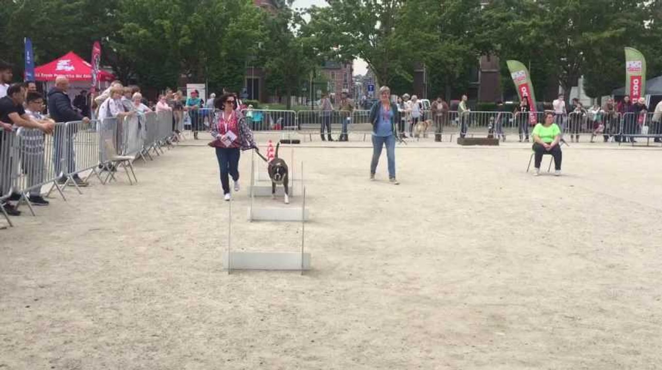 LIEGE - Concours canin Esplanade Saint Leonard