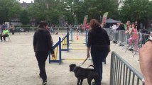 LIEGE - Concours canin Esplanade Saint Leonard