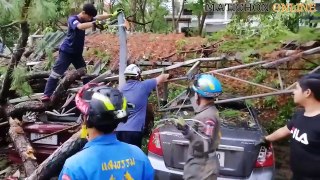 Tree Crushes Carport and Cars at  Mae Chan Hospital