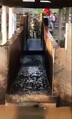 Quand une vache veut prendre un bain !