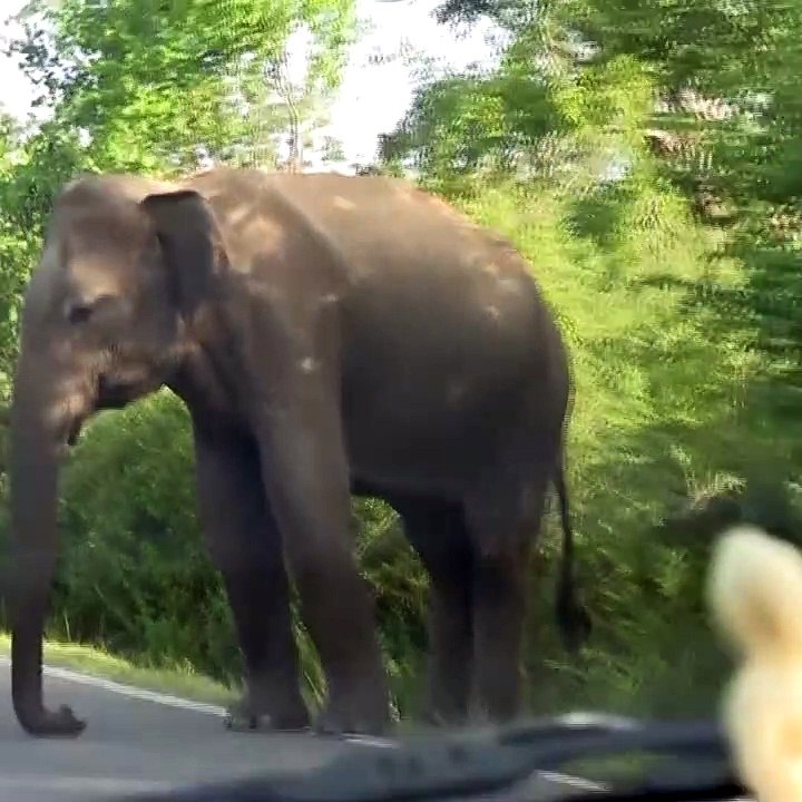 Daily Leopard - Elephant Stops Passing Trucks To Steal Bundles Of Sugar Cane.