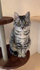 C'est un chat ou une statue??? D'après vous...