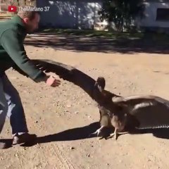 下载视频: Cet oiseau condor vient faire un gros calin à son dresseur