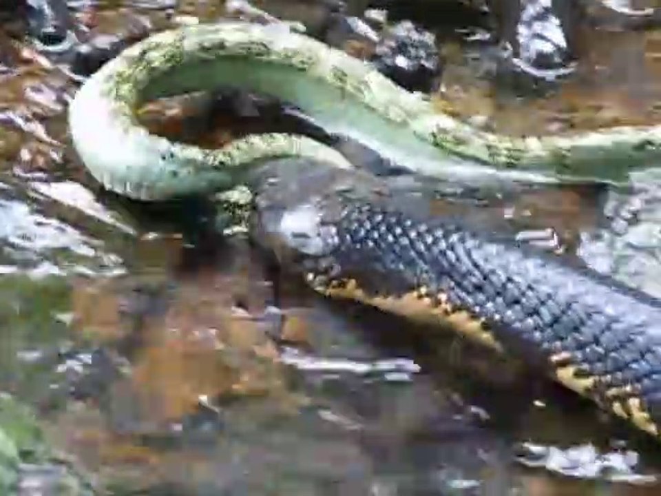 Un cobra royal vient capturer une vipère... Sans pitié