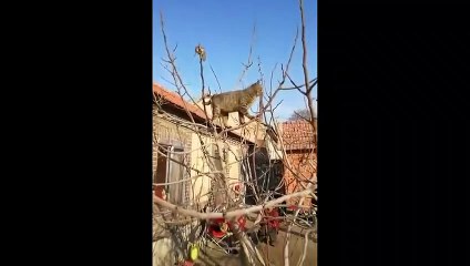 Скачать видео: Un rat échappe à un chat d'une façon géniale