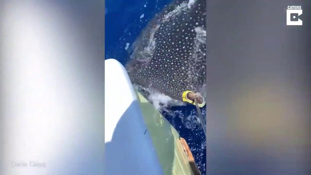 Ce requin-baleine vient demander des câlins