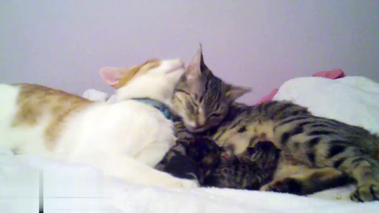 Father Cat Supports Mom Cat Giving Birth,