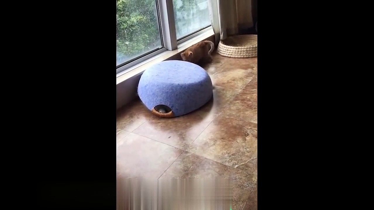 Funny And Cute Cats and Kitten