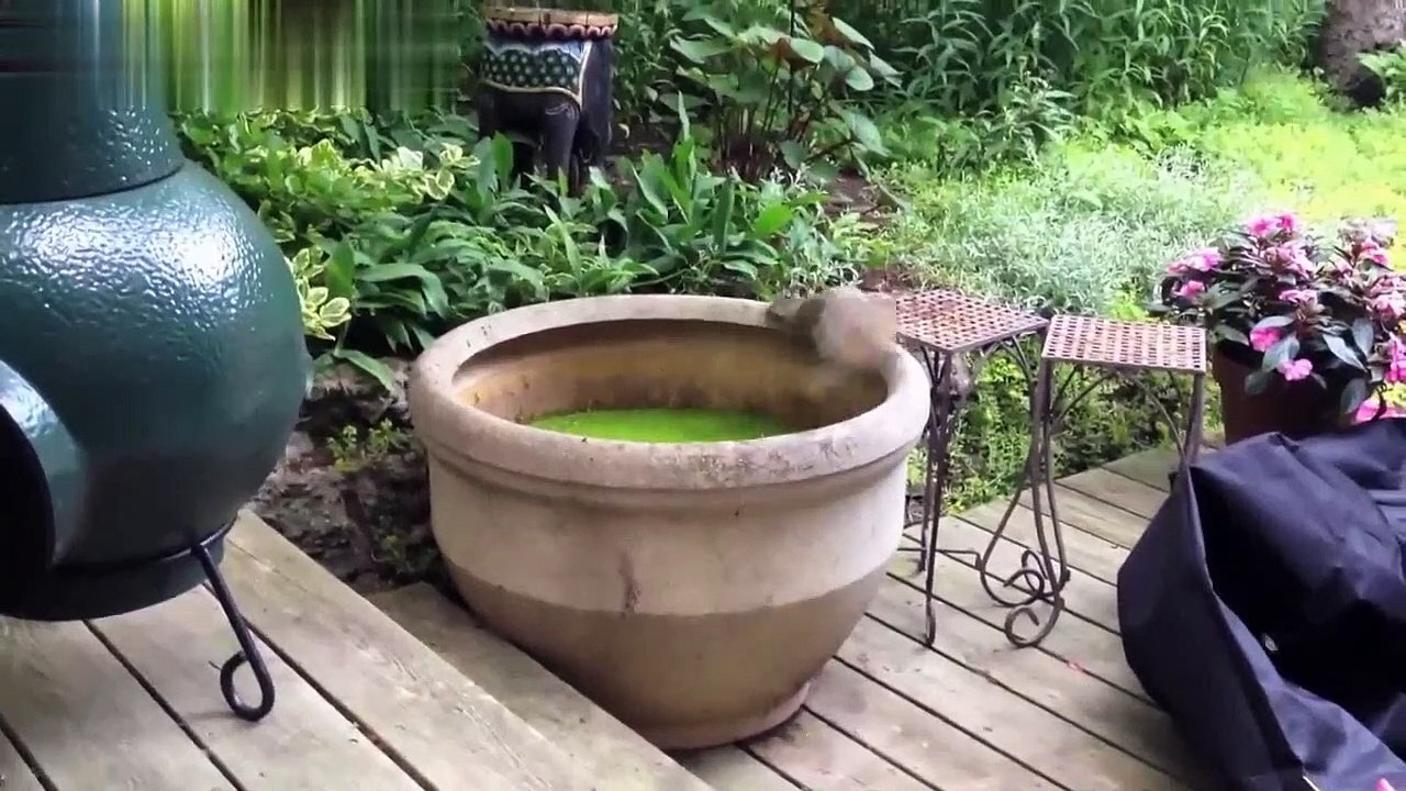 Funny Animals Scared & Startled