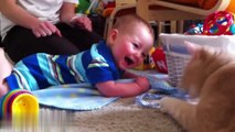 Funny Babies Laughing at Cats