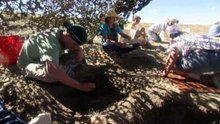 Dinosaur Hunting Across America (Dinosaur Documentary)