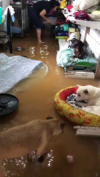 As fortes chuvas deixaram abrigo do Patinhas Carentes debaixo água