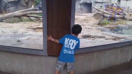 FORGET CATS_ Funny KIDS vs ZOO ANIMALS are WAY FUNNIER_ - TRY NOT TO LAUGH