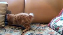 Funny Little Kitten Playing His Toy Mouse
