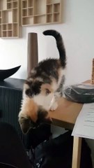 cat mission impossible