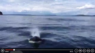 Killer Whale Nearly Jumps Into Boat