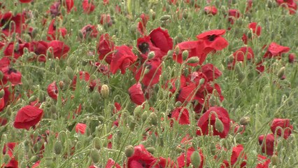 들판 가득 메운 붉은 꽃양귀비의 향연 / YTN