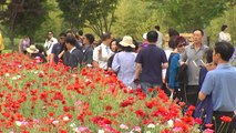 6천만 송이 봄꽃 활짝...태화강 봄꽃 축제 / YTN