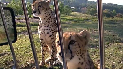 Adorable : ce guépard miaule comme un chat