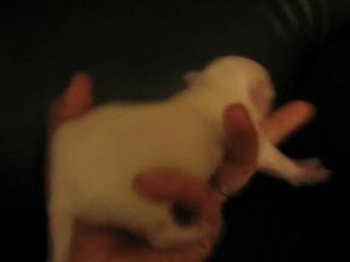 bichon maltes